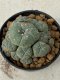 Lophophora williamsii 5 cm 8 years old grow from seed ownroot from Japan