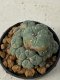 Lophophora williamsii 5 cm 8 years old grow from seed ownroot from Japan