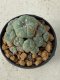 Lophophora williamsii 5 cm 8 years old grow from seed ownroot from Japan