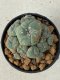 Lophophora williamsii 5 cm 8 years old grow from seed ownroot from Japan