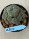 Lophophora williamsii 5 cm 8 years old grow from seed ownroot from Japan