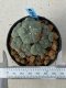 Lophophora williamsii 5 cm 8 years old grow from seed ownroot from Japan