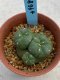 Lophophora williamsii monstrose 4 cm 8 years old grow from seed ownroot from Japan