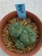 Lophophora williamsii monstrose 4 cm 8 years old grow from seed ownroot from Japan