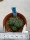 Lophophora williamsii monstrose 4 cm 8 years old grow from seed ownroot from Japan