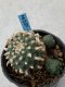 Lophophora williamsii 5-6 cm 8 years old grow from seed ownroot from Japan