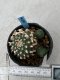 Lophophora williamsii 5-6 cm 8 years old grow from seed ownroot from Japan