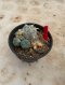 Lophophora Williamsii Variegata 5-6 cm 12 years old seed ownroot flower seedling ロフォフォラ 烏羽玉　仔吹き サボテン