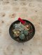 Lophophora Williamsii Variegata 5-6 cm 12 years old seed ownroot flower seedling ロフォフォラ 烏羽玉　仔吹き サボテン