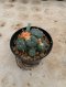 Lophophora Williamsii Variegata 6-7 cm 12 years old seed ownroot flower seedling ロフォフォラ 烏羽玉　仔吹き サボテン