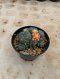 Lophophora Williamsii Variegata 6-7 cm 12 years old seed ownroot flower seedling ロフォフォラ 烏羽玉　仔吹き サボテン
