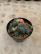 Lophophora Williamsii Variegata 6-7 cm 12 years old seed ownroot flower seedling ロフォフォラ 烏羽玉　仔吹き サボテン