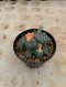 Lophophora Williamsii Variegata 6-7 cm 12 years old seed ownroot flower seedling ロフォフォラ 烏羽玉　仔吹き サボテン