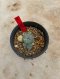 Lophophora Williamsii Variegata 4-5 cm 12 years old seed ownroot flower seedling ロフォフォラ 烏羽玉　仔吹き サボテン