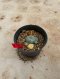 Lophophora Williamsii Variegata 4-5 cm 12 years old seed ownroot flower seedling ロフォフォラ 烏羽玉　仔吹き サボテン