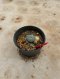 Lophophora Williamsii Variegata 4-5 cm 12 years old seed ownroot flower seedling ロフォフォラ 烏羽玉　仔吹き サボテン