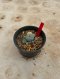 Lophophora Williamsii Variegata 4-5 cm 12 years old seed ownroot flower seedling ロフォフォラ 烏羽玉　仔吹き サボテン