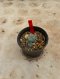 Lophophora Williamsii Variegata 4-5 cm 12 years old seed ownroot flower seedling ロフォフォラ 烏羽玉　仔吹き サボテン