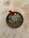 Lophophora Williamsii Variegata 5-6 cm 12 years old seed ownroot flower seedling ロフォフォラ 烏羽玉　仔吹き サボテン