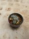 Lophophora Williamsii Variegata 5-6 cm 12 years old seed ownroot flower seedling ロフォフォラ 烏羽玉　仔吹き サボテン
