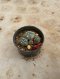 Lophophora Williamsii Variegata 5-6 cm 12 years old seed ownroot flower seedling ロフォフォラ 烏羽玉　仔吹き サボテン