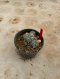 Lophophora Williamsii Variegata 5-6 cm 12 years old seed ownroot flower seedling ロフォフォラ 烏羽玉　仔吹き サボテン