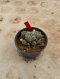 Lophophora Williamsii Variegata 5-6 cm 12 years old seed ownroot flower seedling ロフォフォラ 烏羽玉　仔吹き サボテン