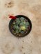 Lophophora Williamsii Variegata 5-6 cm 12 years old seed ownroot flower seedling ロフォフォラ 烏羽玉　仔吹き サボテン