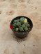 Lophophora Williamsii Variegata 5-6 cm 12 years old seed ownroot flower seedling ロフォフォラ 烏羽玉　仔吹き サボテン