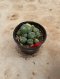 Lophophora Williamsii Variegata 5-6 cm 12 years old seed ownroot flower seedling ロフォフォラ 烏羽玉　仔吹き サボテン