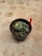 Lophophora Williamsii Variegata 5-6 cm 12 years old seed ownroot flower seedling ロフォフォラ 烏羽玉　仔吹き サボテン