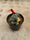 Lophophora Williamsii Variegata 5-6 cm 12 years old seed ownroot flower seedling ロフォフォラ 烏羽玉　仔吹き サボテン