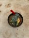 Lophophora Williamsii Variegata 5-6 cm 12 years old seed ownroot flower seedling ロフォフォラ 烏羽玉　仔吹き サボテン