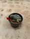 Lophophora Williamsii Variegata 5-6 cm 12 years old seed ownroot flower seedling ロフォフォラ 烏羽玉　仔吹き サボテン