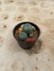 Lophophora Williamsii Variegata 5-6 cm 12 years old seed ownroot flower seedling ロフォフォラ 烏羽玉　仔吹き サボテン