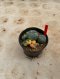 Lophophora Williamsii Variegata 5-6 cm 12 years old seed ownroot flower seedling ロフォフォラ 烏羽玉　仔吹き サボテン