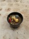 Lophophora Williamsii Variegata 5-6 cm 12 years old seed ownroot flower seedling ロフォフォラ 烏羽玉　仔吹き サボテン