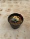Lophophora Williamsii Variegata 5-6 cm 12 years old seed ownroot flower seedling ロフォフォラ 烏羽玉　仔吹き サボテン