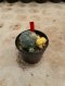 Lophophora Williamsii Variegata 5-6 cm 12 years old seed ownroot flower seedling ロフォフォラ 烏羽玉　仔吹き サボテン