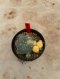 Lophophora Williamsii Variegata 5-6 cm 12 years old seed ownroot flower seedling ロフォフォラ 烏羽玉　仔吹き サボテン