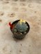 Lophophora Williamsii Variegata 5-6 cm 12 years old seed ownroot flower seedling ロフォフォラ 烏羽玉　仔吹き サボテン