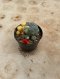 Lophophora Williamsii Variegata 5-6 cm 12 years old seed ownroot flower seedling ロフォフォラ 烏羽玉　仔吹き サボテン