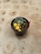 Lophophora Williamsii Variegata 5-6 cm 12 years old seed ownroot flower seedling ロフォフォラ 烏羽玉　仔吹き サボテン