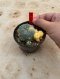 Lophophora Williamsii Variegata 5-6 cm 12 years old seed ownroot flower seedling ロフォフォラ 烏羽玉　仔吹き サボテン