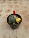 Lophophora Williamsii Variegata 5-6 cm 12 years old seed ownroot flower seedling ロフォフォラ 烏羽玉　仔吹き サボテン