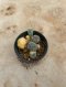 Lophophora Williamsii Variegata 5-6 cm 12 years old seed ownroot flower seedling ロフォフォラ 烏羽玉　仔吹き サボテン