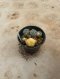 Lophophora Williamsii Variegata 5-6 cm 12 years old seed ownroot flower seedling ロフォフォラ 烏羽玉　仔吹き サボテン