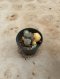 Lophophora Williamsii Variegata 5-6 cm 12 years old seed ownroot flower seedling ロフォフォラ 烏羽玉　仔吹き サボテン
