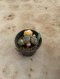 Lophophora Williamsii Variegata 5-6 cm 12 years old seed ownroot flower seedling ロフォフォラ 烏羽玉　仔吹き サボテン