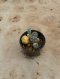 Lophophora Williamsii Variegata 5-6 cm 12 years old seed ownroot flower seedling ロフォフォラ 烏羽玉　仔吹き サボテン